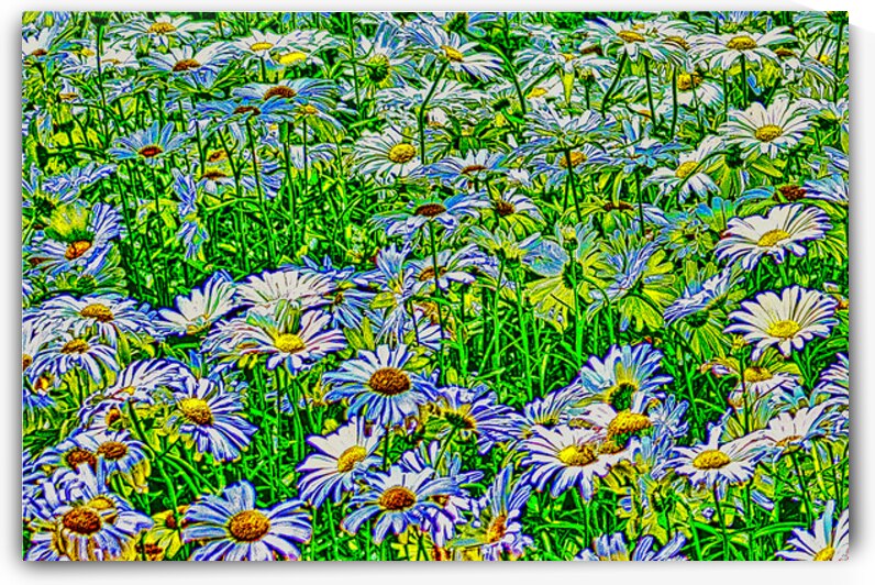 FIELD OF DAISIES  by Charles Herchert
