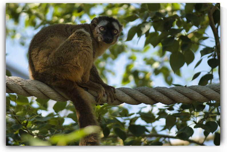Red Fonted Lemurs by A Flicker In Time Photography
