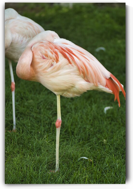 Flamingo by A Flicker In Time Photography