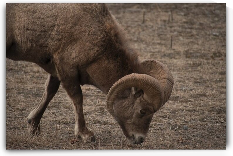 Ram by A Flicker In Time Photography