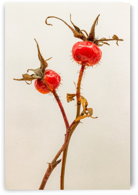 Two Wild Rose Hips by Joe Riederer