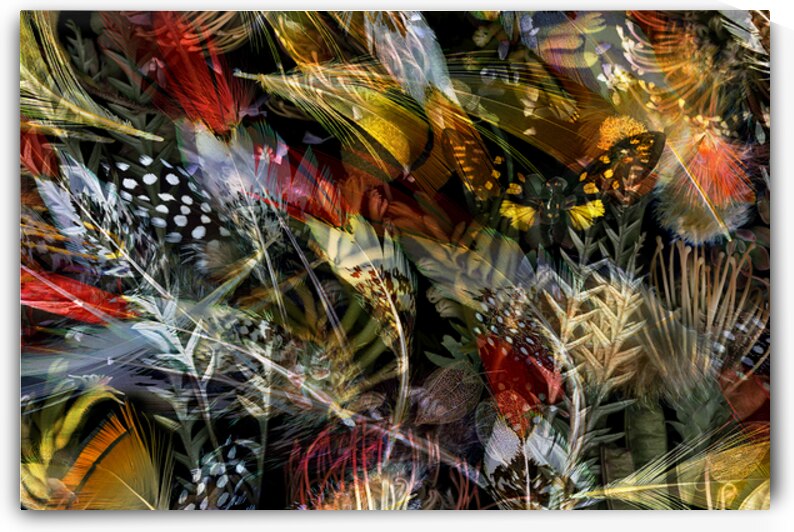 Feathers Flora and One Cicada: Dancing in Light by Jane Baron