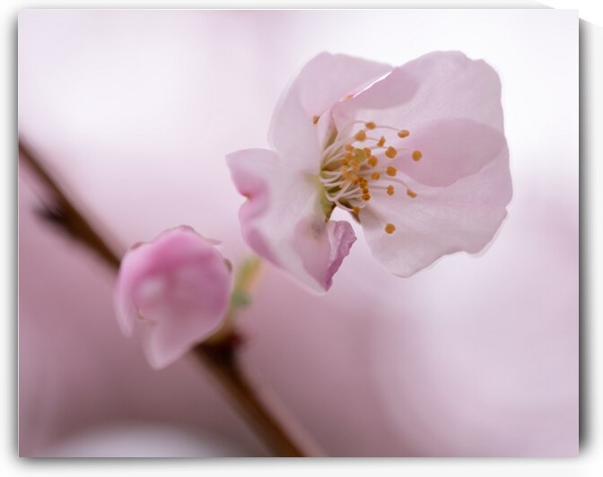 Etamines by Marilaine Delisle