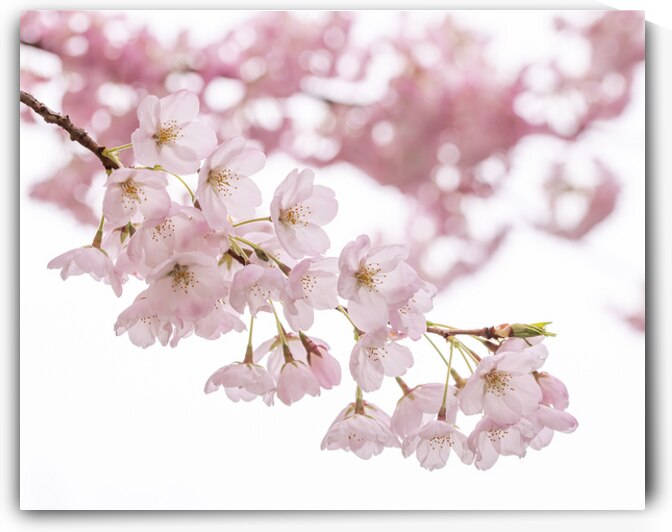 Petals by Marilaine Delisle