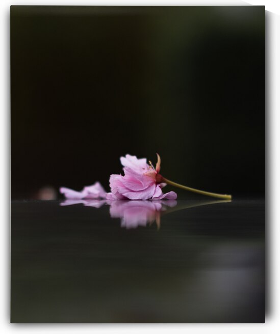 Sleeping Beauty by Marilaine Delisle