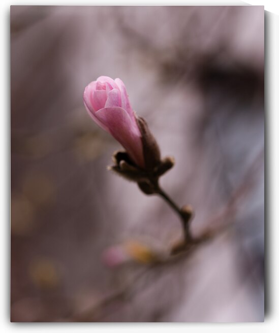 Second Chances by Marilaine Delisle