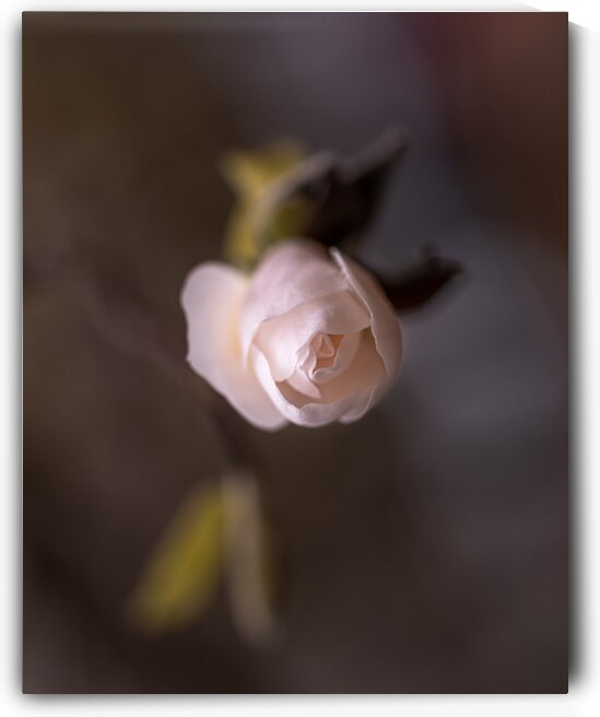 New Beginnings by Marilaine Delisle