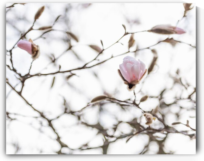 Reverie by Marilaine Delisle