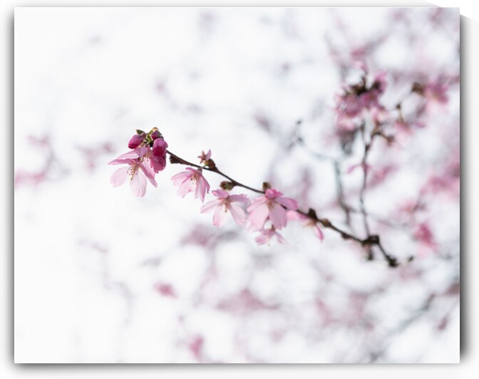 Awakenings by Marilaine Delisle