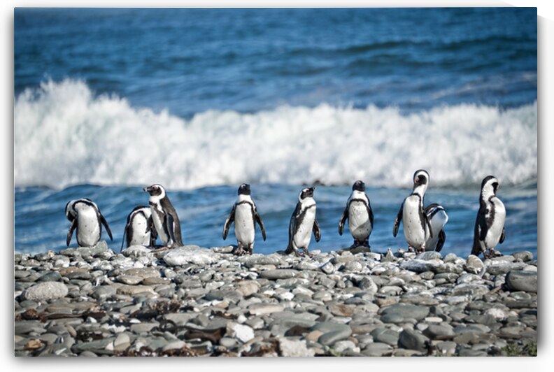 Penguins in a row Robben island South Africa by DELPHIMAGES