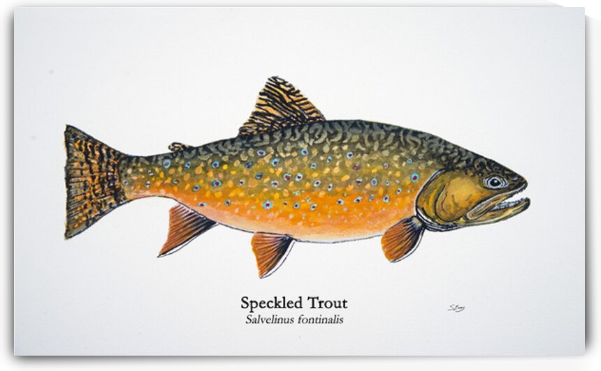 Speckled Trout Painting by Stephen Emms