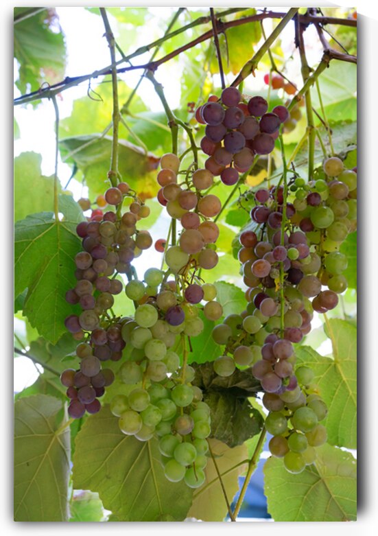 Colorful Grapes on the Vine Fine Art Photography Wall Art by Bo Insogna