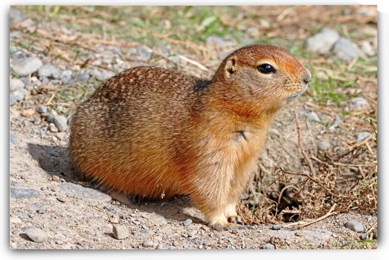 Arctic Ground Squirrel by Deb Oppermann