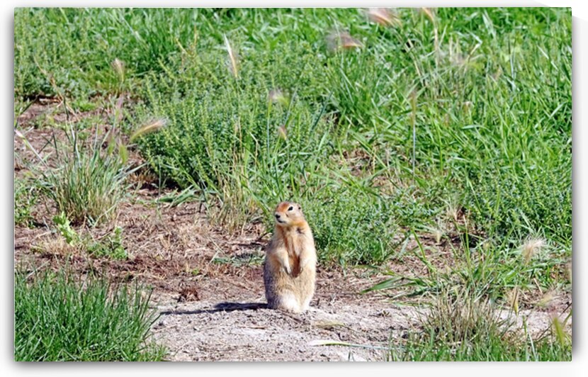 What s Going On by Deb Oppermann