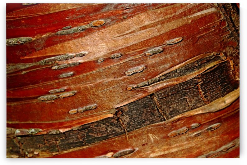 Manchurian Cherry Bark Abstract I by Deb Oppermann