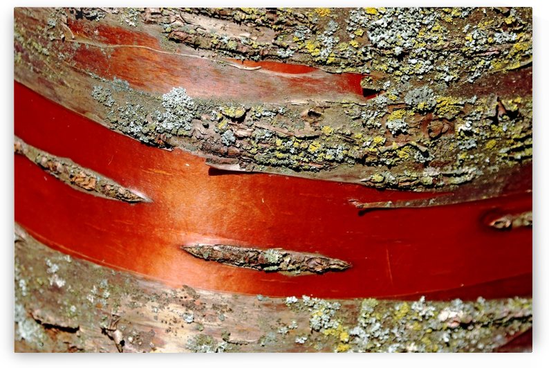 Manchurian Cherry Bark Abstract II by Deb Oppermann