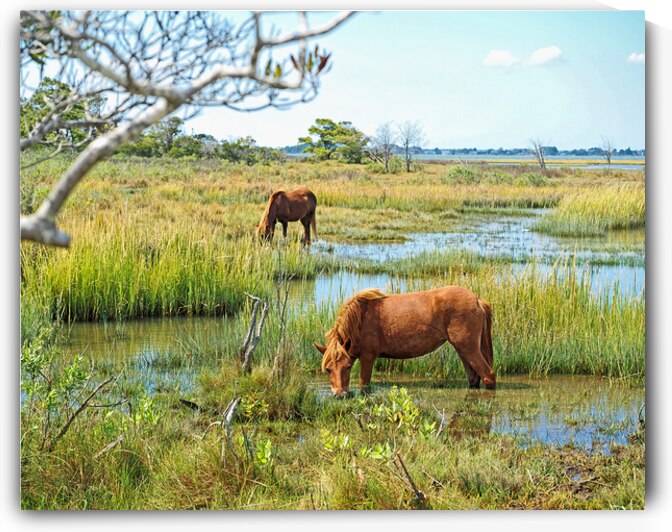 Horses Peaceful and Pastoral by Bill Swartwout Photography