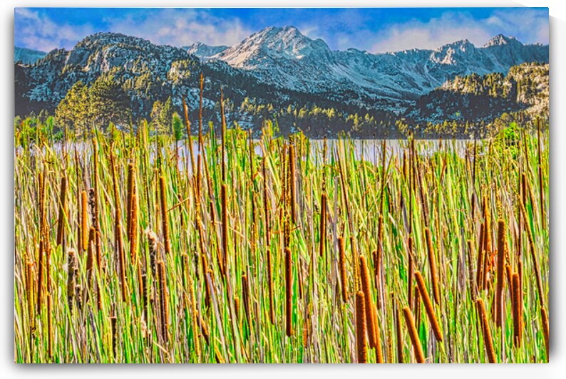FIELD OF CATTAILS  by Charles Herchert