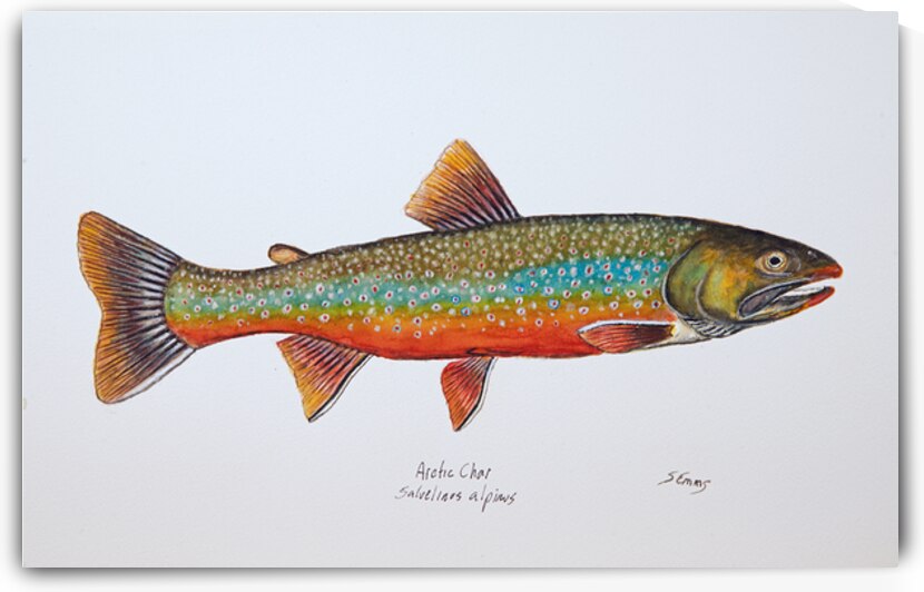 Arctic Char Painting by Stephen Emms