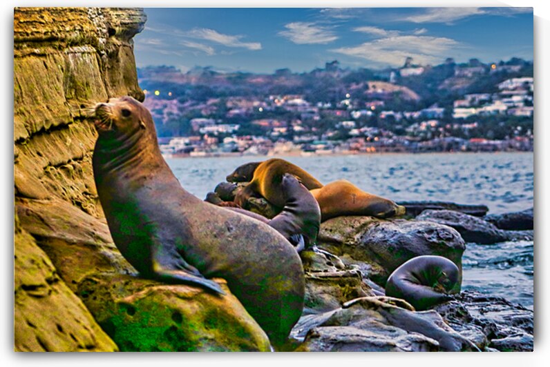 SEAL LIONS  by Charles Herchert