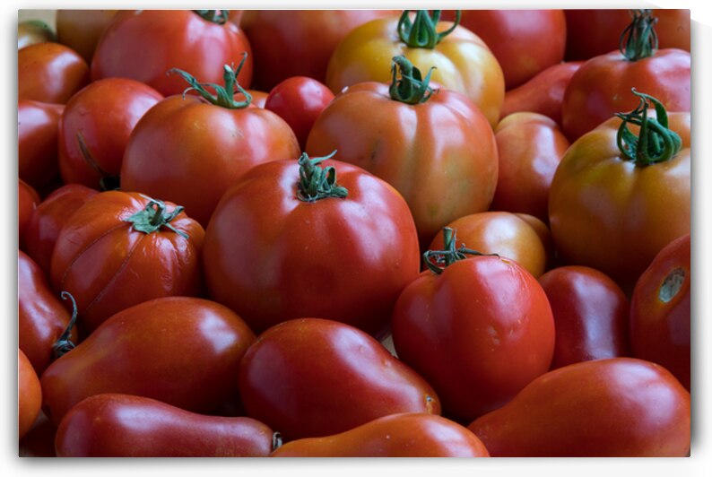 Roma Super Fantastic Tomatoes Fine Art Photography Wall Art by Bo Insogna