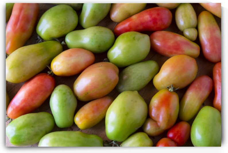 Harvests Bounty A Colorful Medley of Roma Tomatoes by Bo Insogna