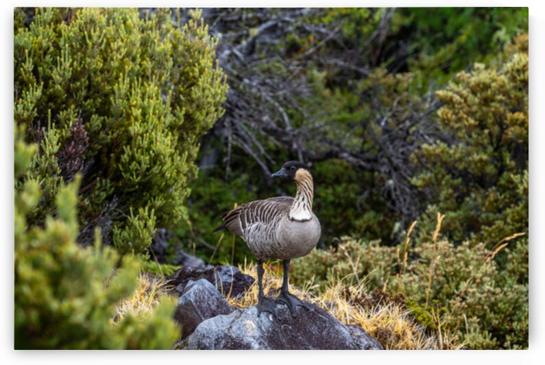 Nene Hawaiʻi by Noah Lang