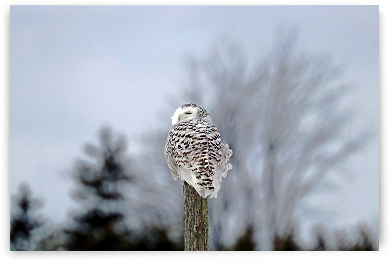 Snowy Owl Sideways Glance by Deb Oppermann