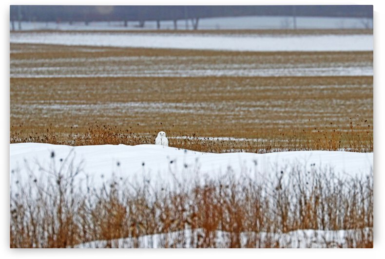 Snowy Owl Well Camouflaged by Deb Oppermann