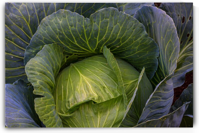 Verdant Embrace A Cabbages Garden Heart by Bo Insogna