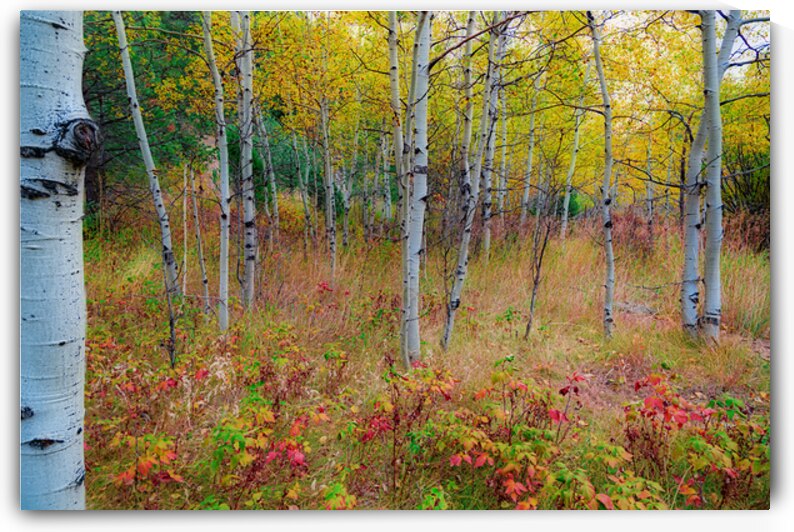 Golden Light on an Autumn Aspen Forest by Bo Insogna