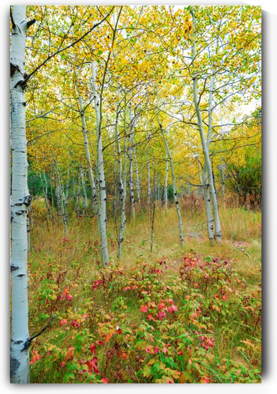 Radiant Autumn Forest Landscape in Gold and Red by Bo Insogna