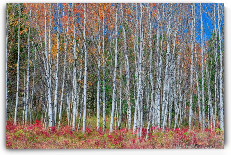 Aspen Grove Symphony Autumns Embrace by Bo Insogna