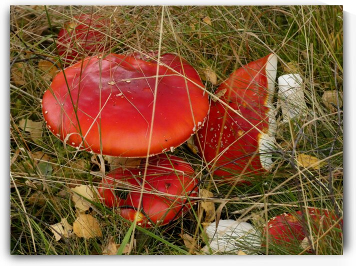 Vibrant Fly Agaric Mushrooms  Among Autumn Grass  by Catriona Roberts Nature Photography and Designs