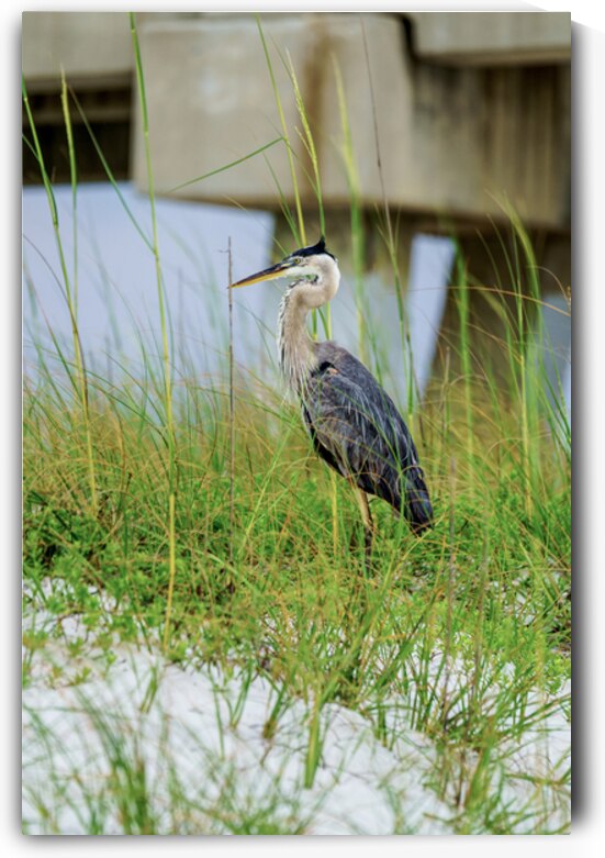 Blue Heron Feathers In The Breeze by Jennifer White