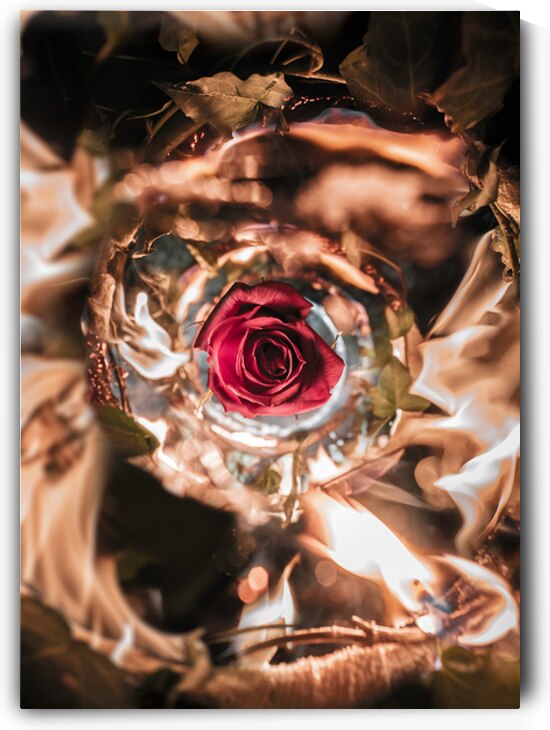 Flaming Flower by Auracity