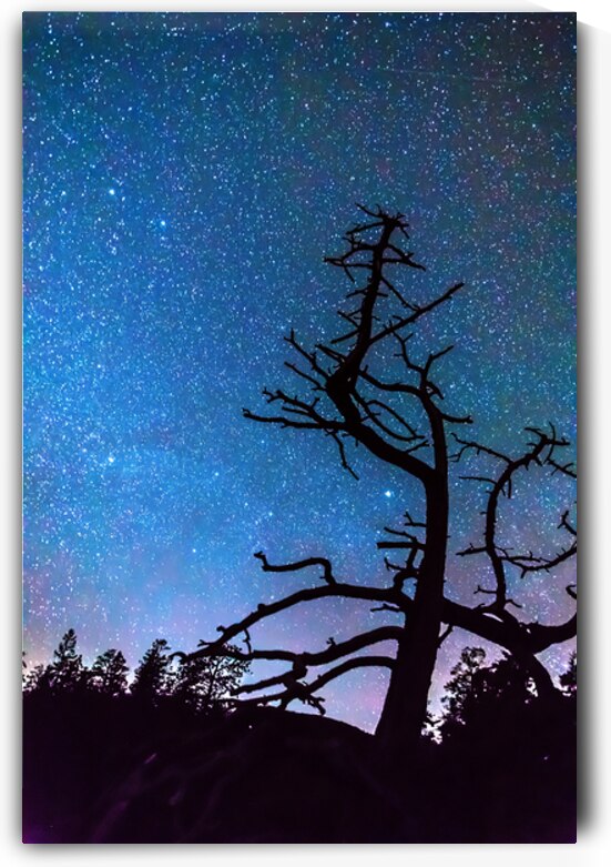 Starry Night Sky with Silhouette Tree by Bo Insogna