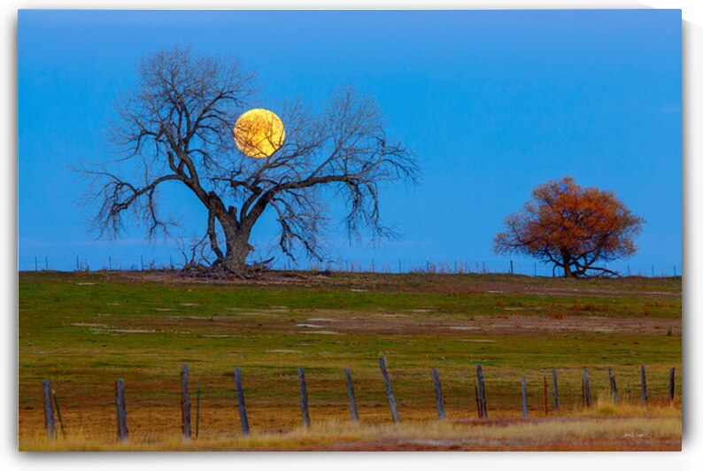 Supermoons Gilded Ascent A Celestial Masterpiece by Bo Insogna