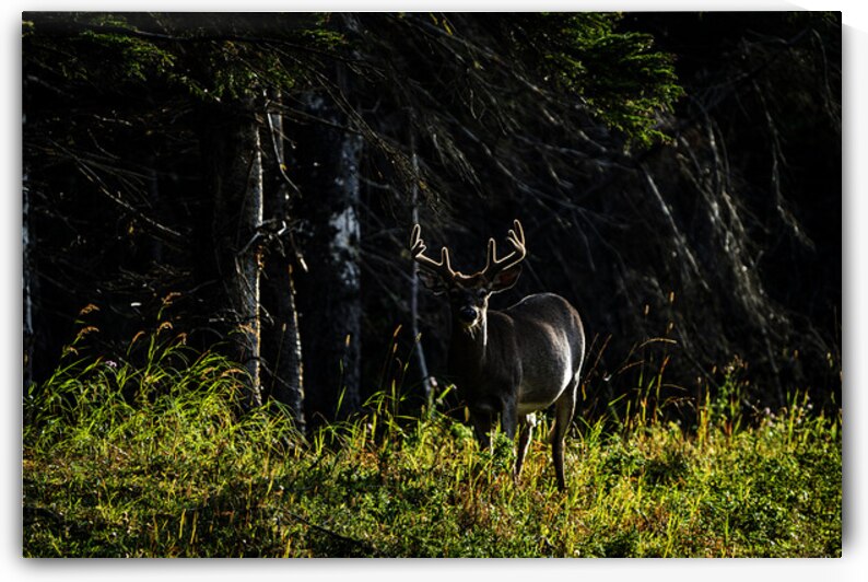 Great Prince of the Forest II by Francois Lapointe