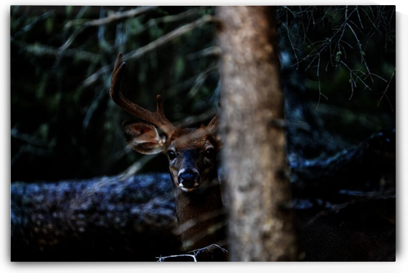 Great Prince of the Forest I by Francois Lapointe