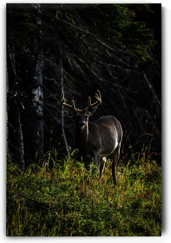 Great Prince of the Forest III by Francois Lapointe