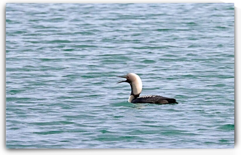 Pacific Loon by Deb Oppermann