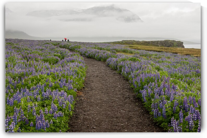 Path from the bird watching cliffs at Skalanes Nature Center by Steve Heap