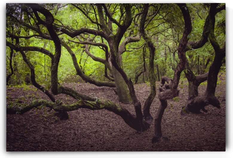 Enchanted Forest Scene by Norma Brandsberg Photography