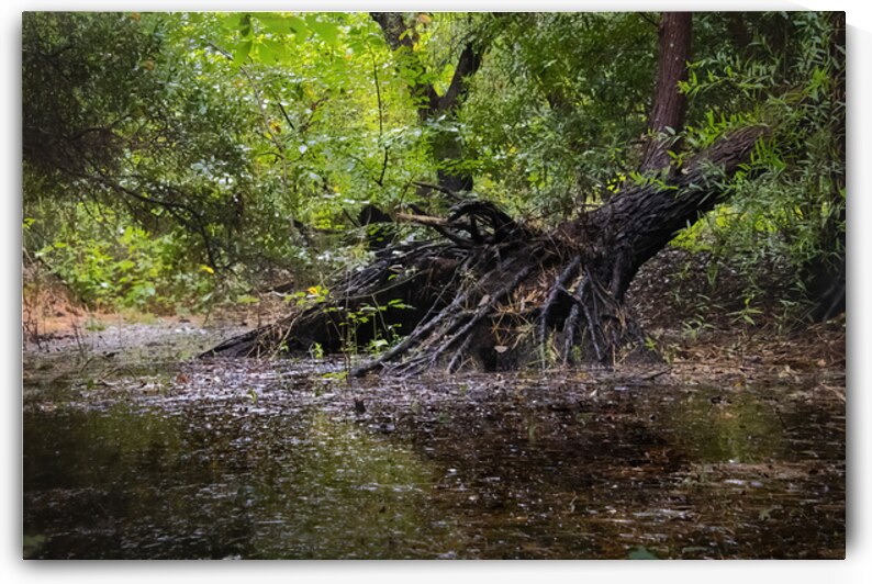 Wetland  Atmospheric Cypress Tree Roots by Norma Brandsberg Photography