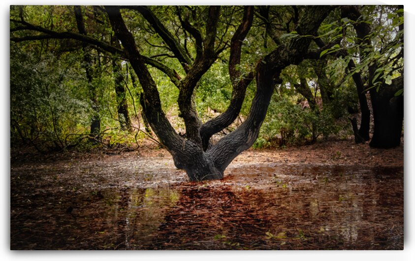 First Landing State Park Tree  by Norma Brandsberg Photography