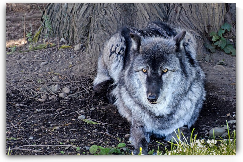 Gray Wolf resting beneath a tree by Lisa von Biela