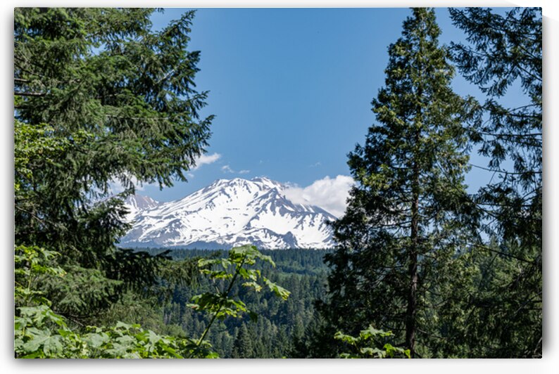 Mount Shasta framed with trees by Lisa von Biela