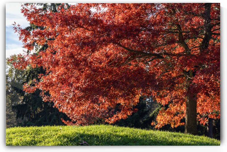 Backlit tree with fall foliage by Lisa von Biela