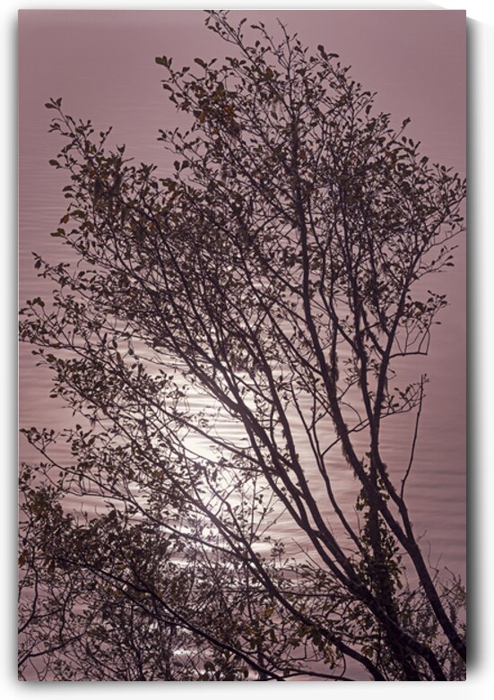 Silhouetted trees Ilwaco Harbor by Lisa von Biela
